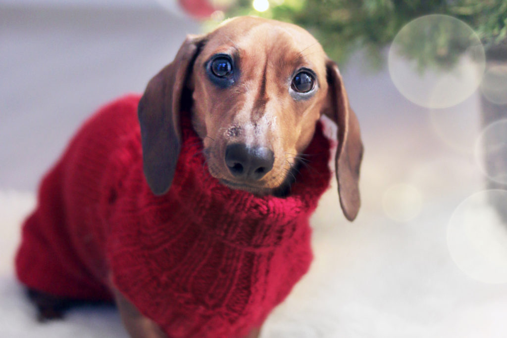 idées cadeau chien